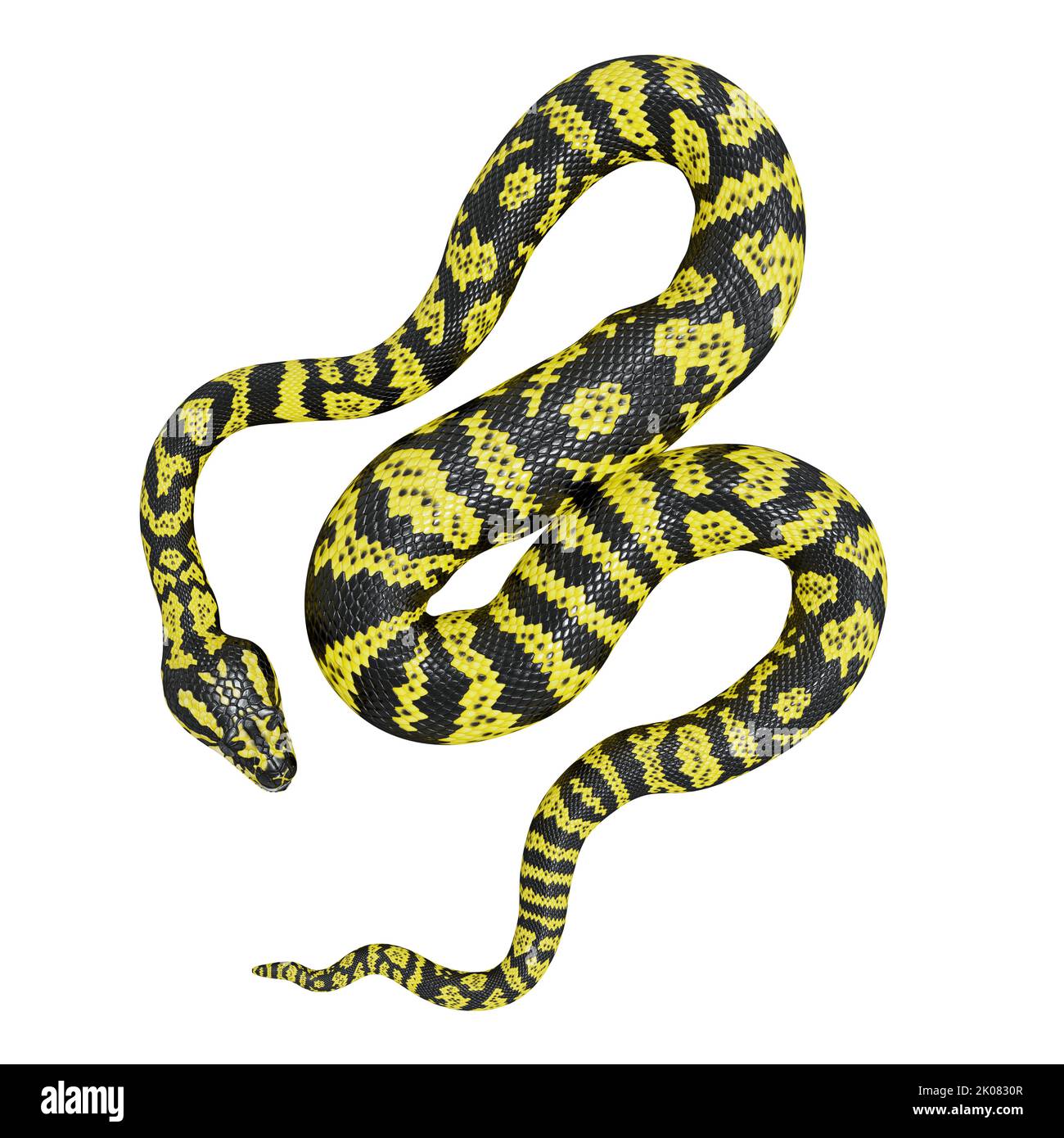 How To Draw A Carpet Python vrogue.co