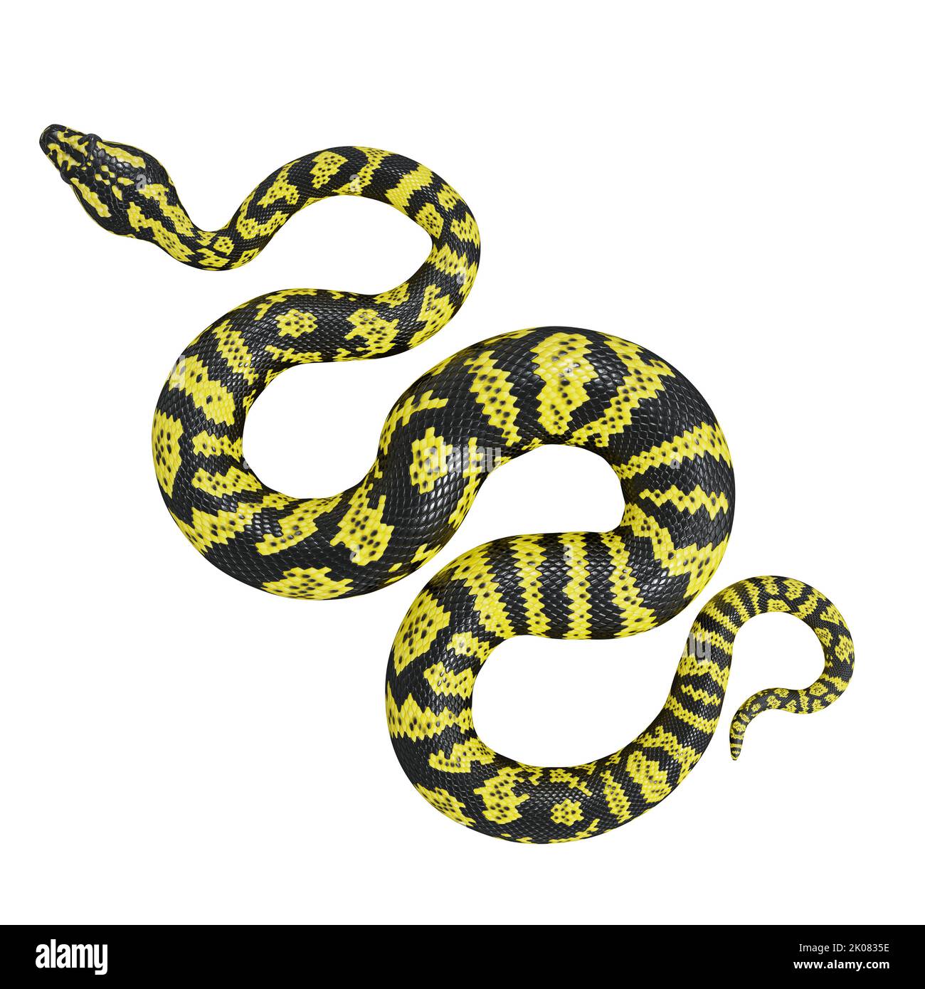 3D illustration of Zebra jungle carpet python Stock Photo - Alamy