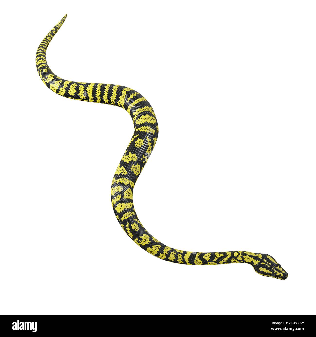 3D illustration of Zebra jungle carpet python Stock Photo Alamy