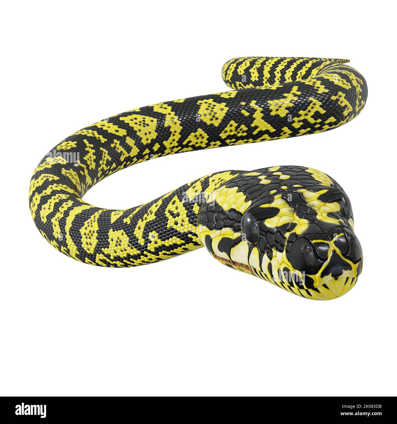 3D illustration of Zebra jungle carpet python Stock Photo - Alamy