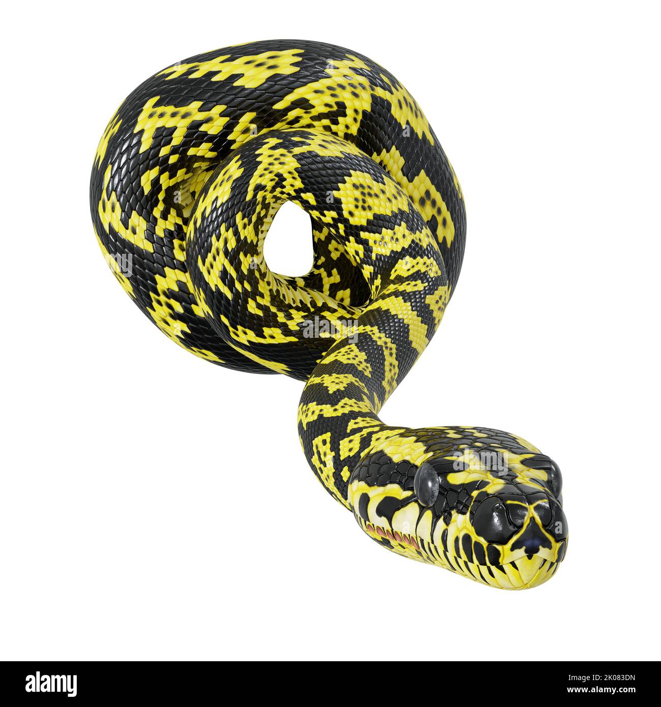 How To Draw A Carpet Python vrogue.co