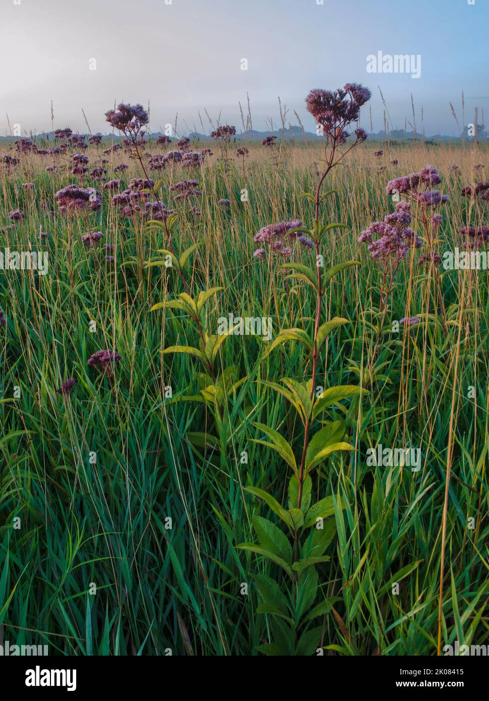 Jo Pye Weed blooms in profusion on a misty sunrise morning at Springbrook Prairie Forest Preserve in DuPage County, Illinois Stock Photo