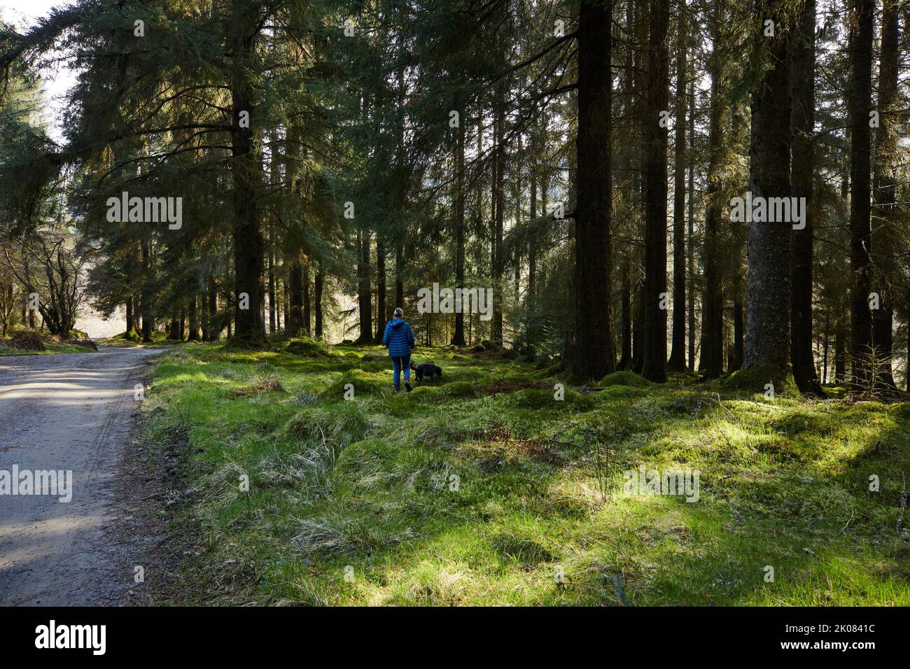 Adult female walking with dogs in Glenbranter forest, Strachur, Argyll and Bute Stock Photo