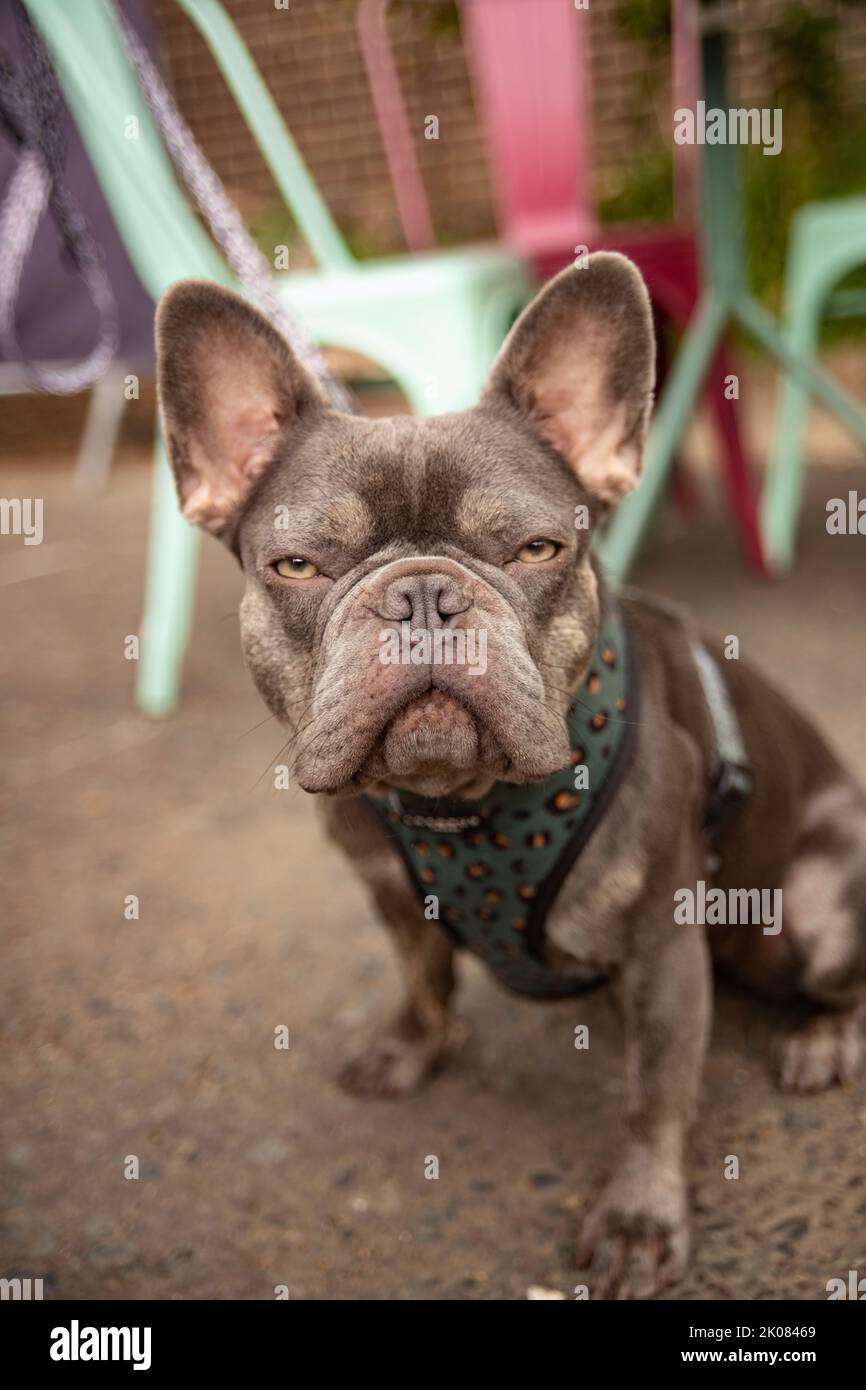 Truman's Social Club dog show Stock Photo