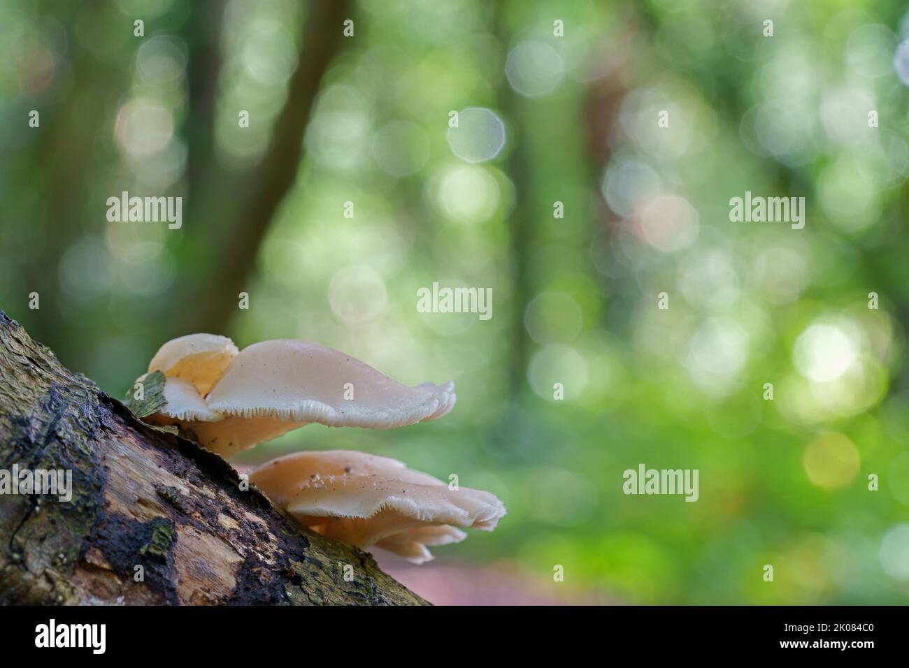 Fungi in the woodland on Southampton Common, Southampton, UK Stock Photo