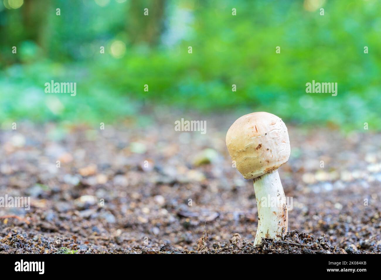 A single small mushroom on Southampton Common Stock Photo