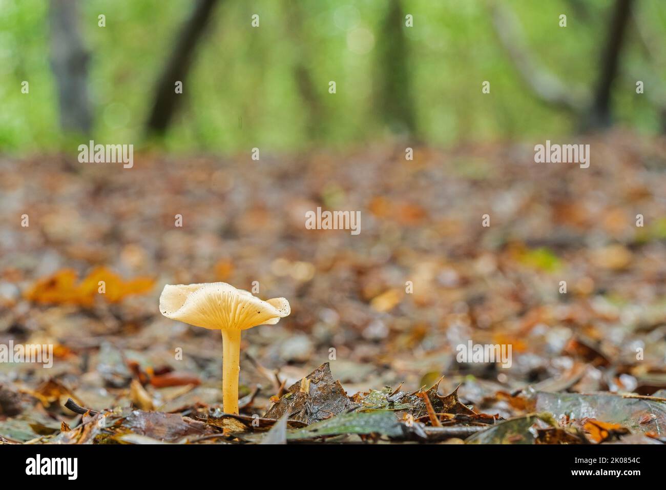 A single small mushroom on Southampton Common Stock Photo