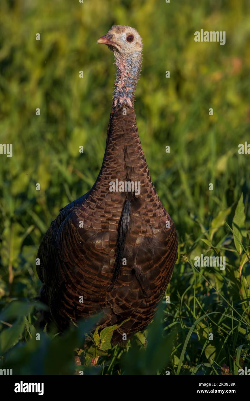 Hen turkey with a long beard in northern Wisconsin. Stock Photo