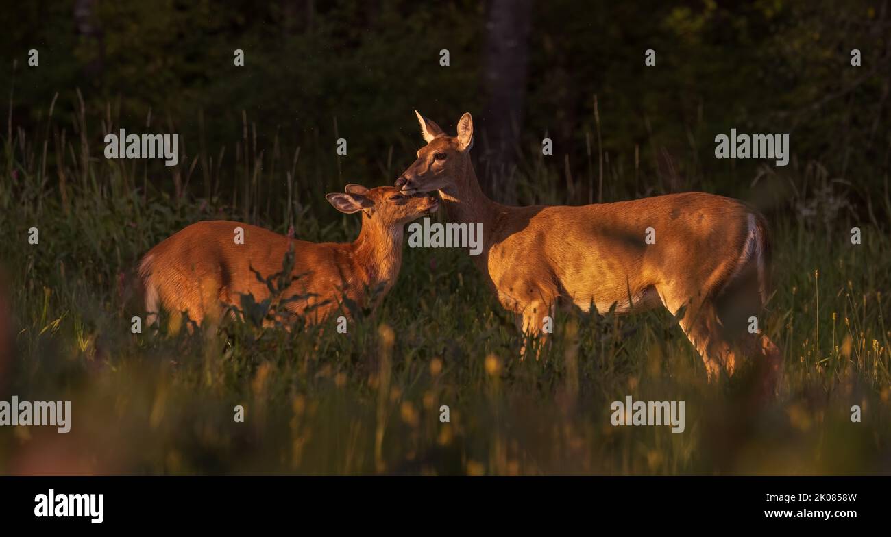 White-tailed doe and her fawn in the evening light of a northern Wisconsin field. Stock Photo