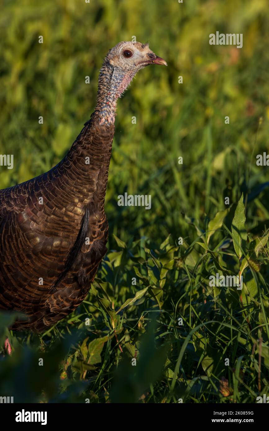 Hen turkey with a long beard in northern Wisconsin Stock Photo Alamy