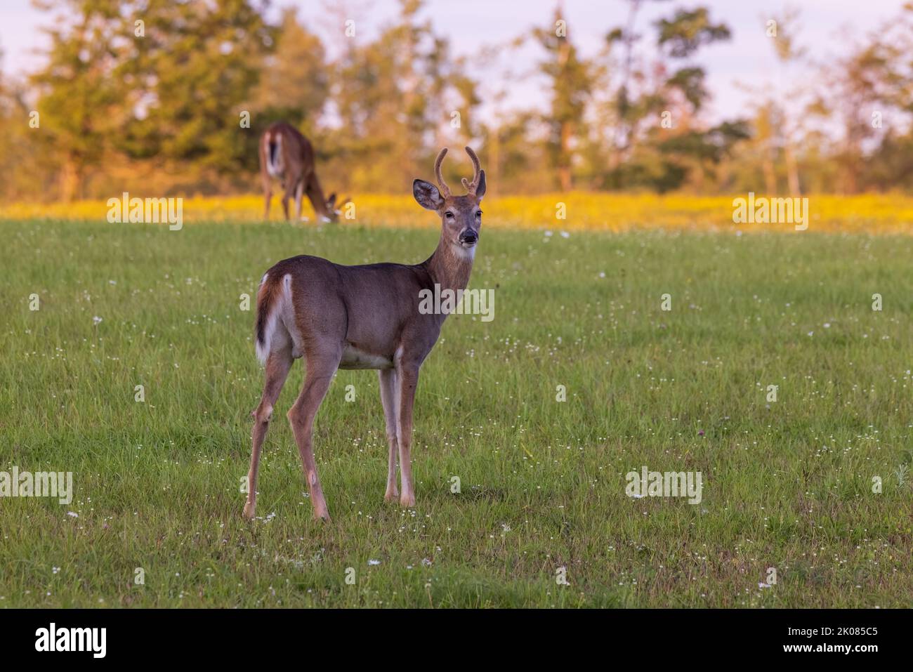 Young white-tailed bucks in northern Wisconsin. Stock Photo