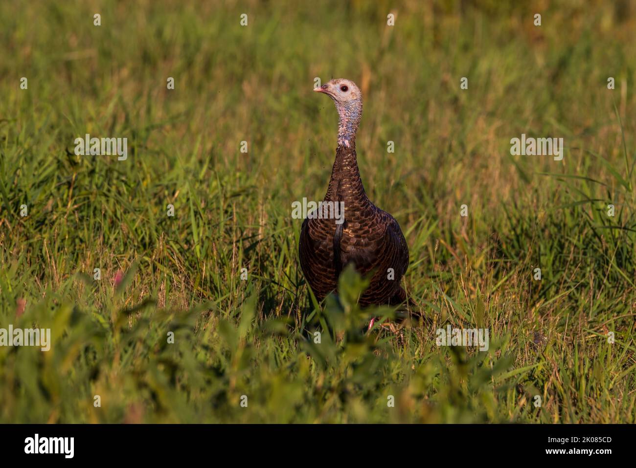 Hen turkey with a long beard in northern Wisconsin. Stock Photo