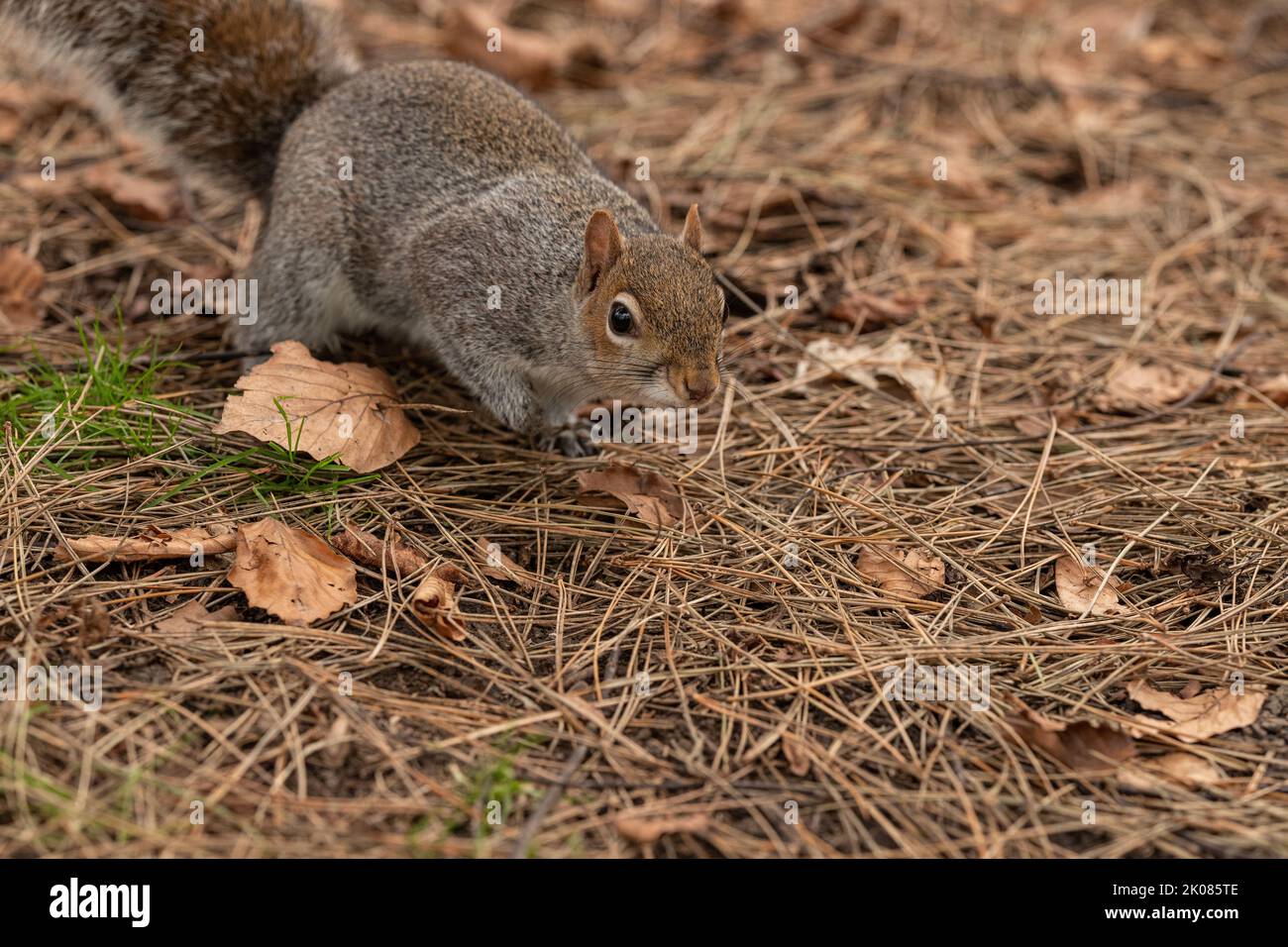 Close ups of a Grey Squirrel foraging on the ground in a park and ...