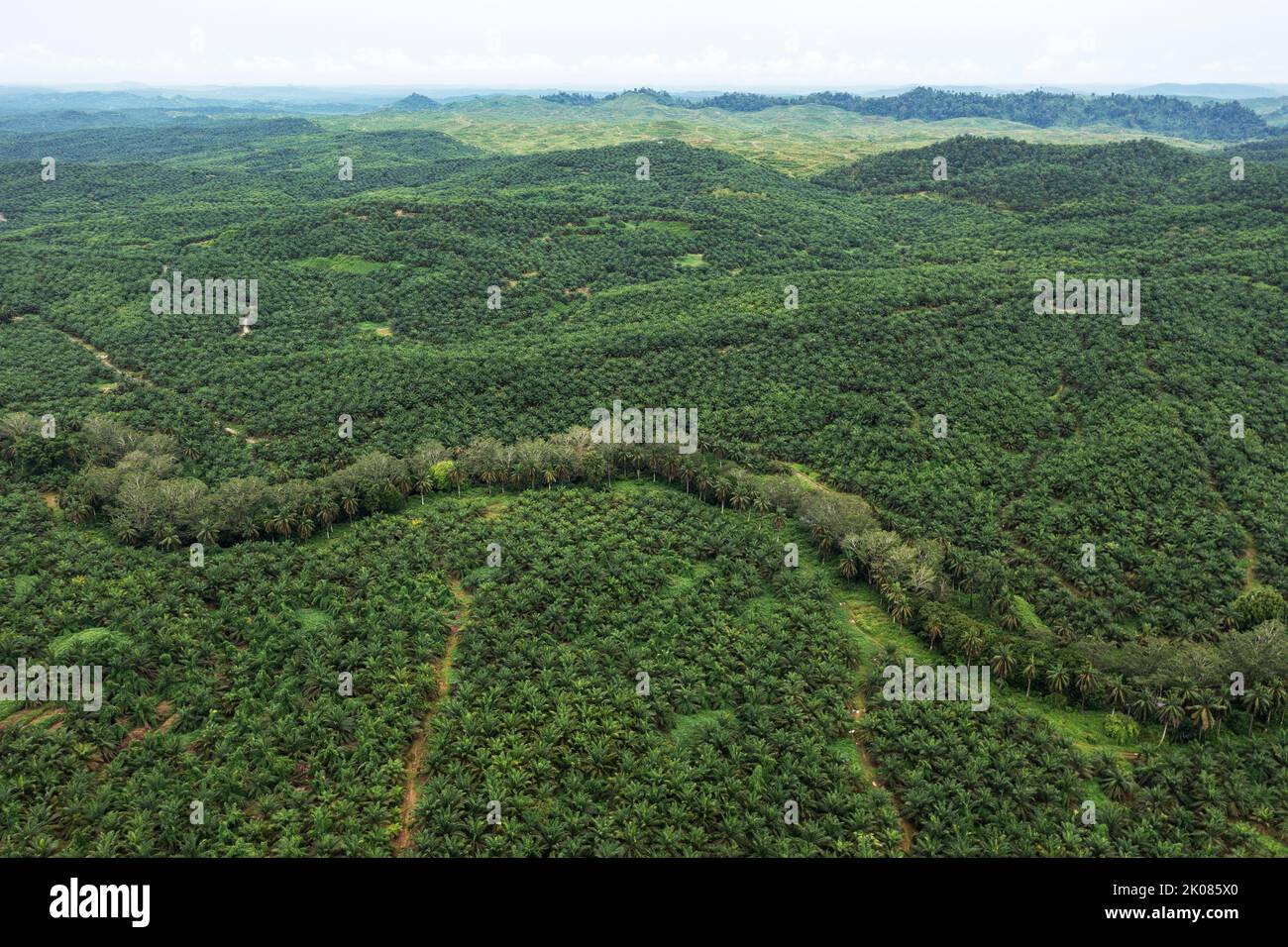 View of palm plantation in Sabah Borneo Malaysia Stock Photo