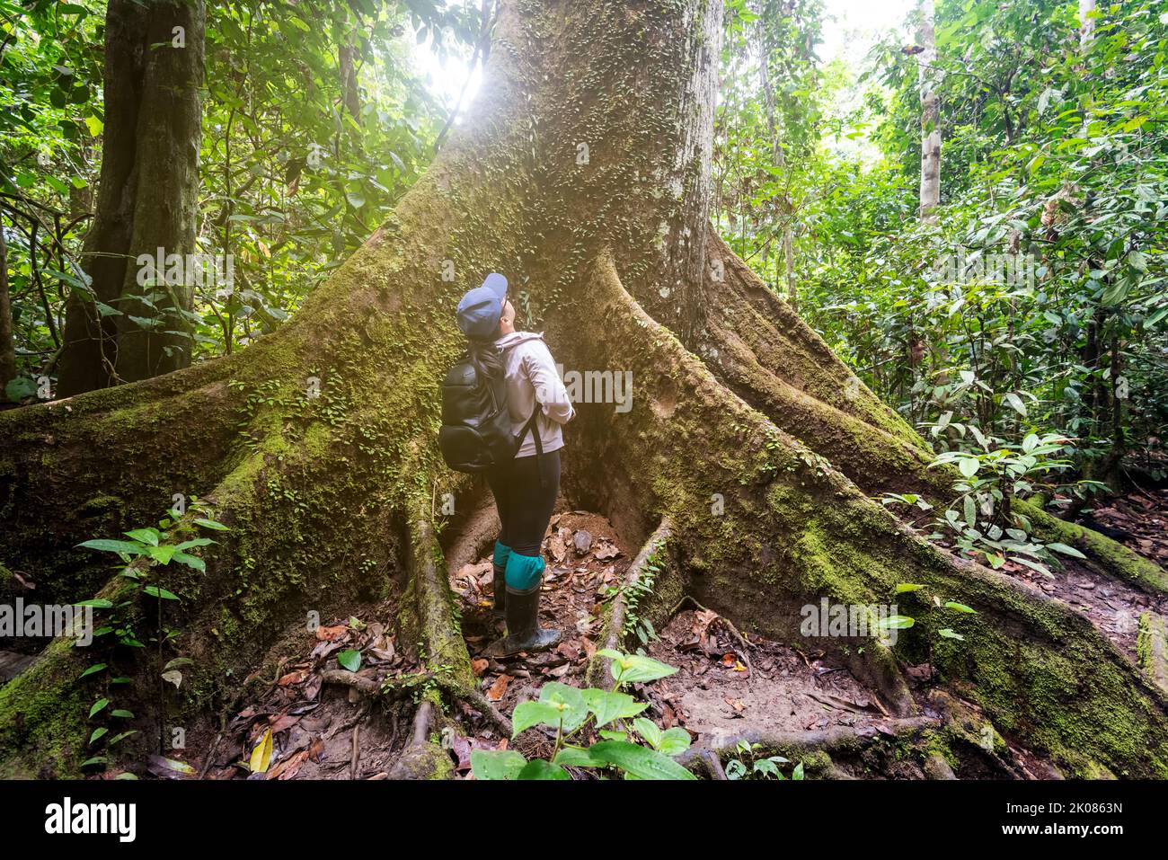 Woman admiring the tall and big tree in the jungle of borneo in Tabin