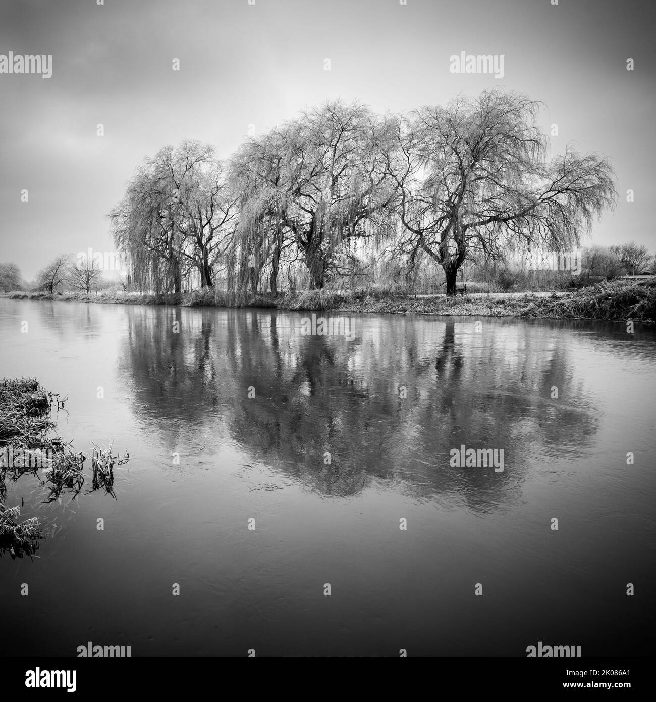 Row of 3 trees with reflection in river, black and white Stock Photo