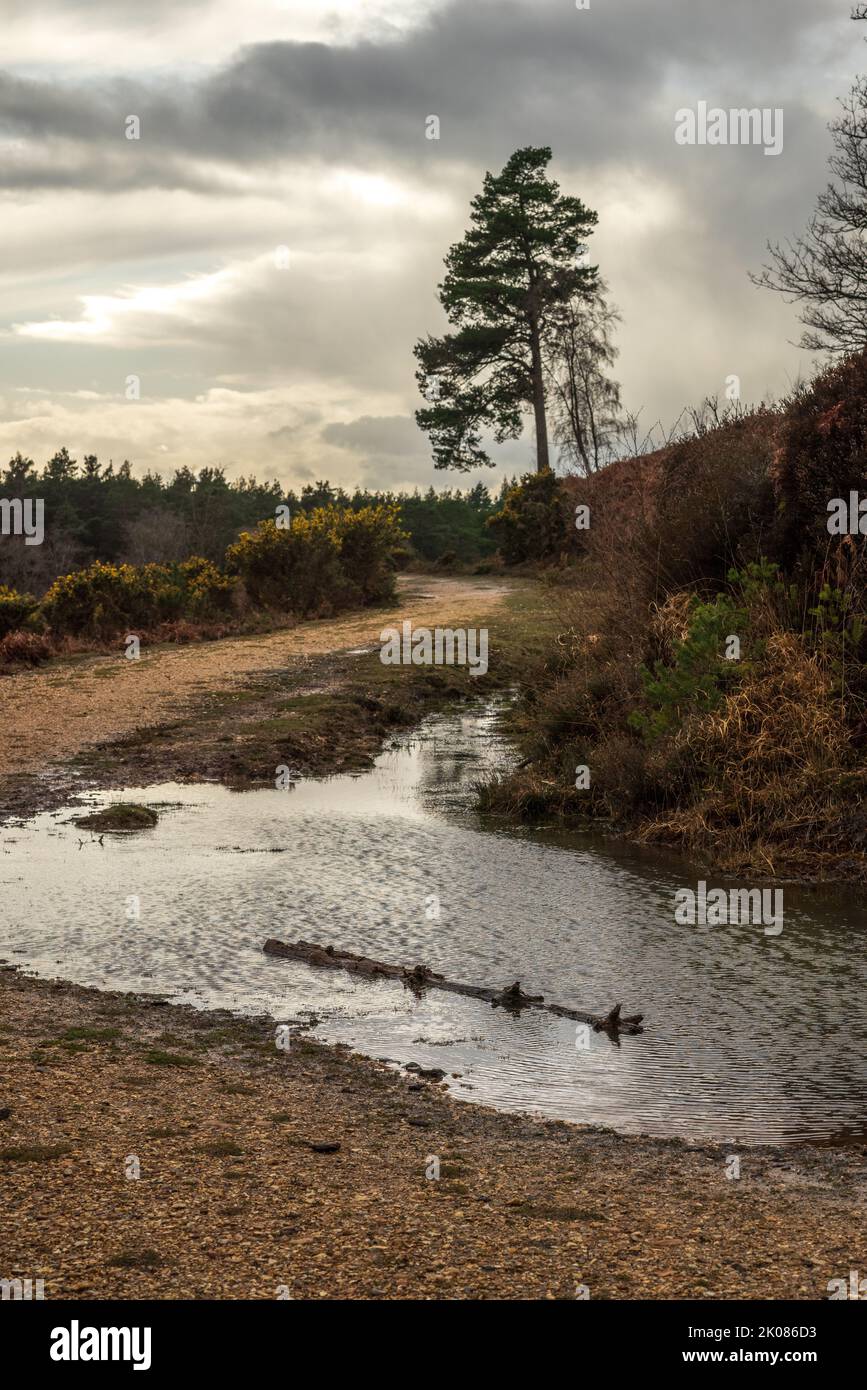 New Forest, Hampshire, UK Stock Photo Alamy