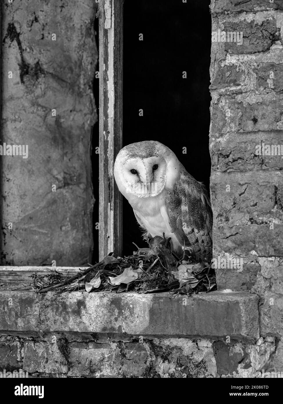 Mono Barn Owl perched in broken barn window Stock Photo