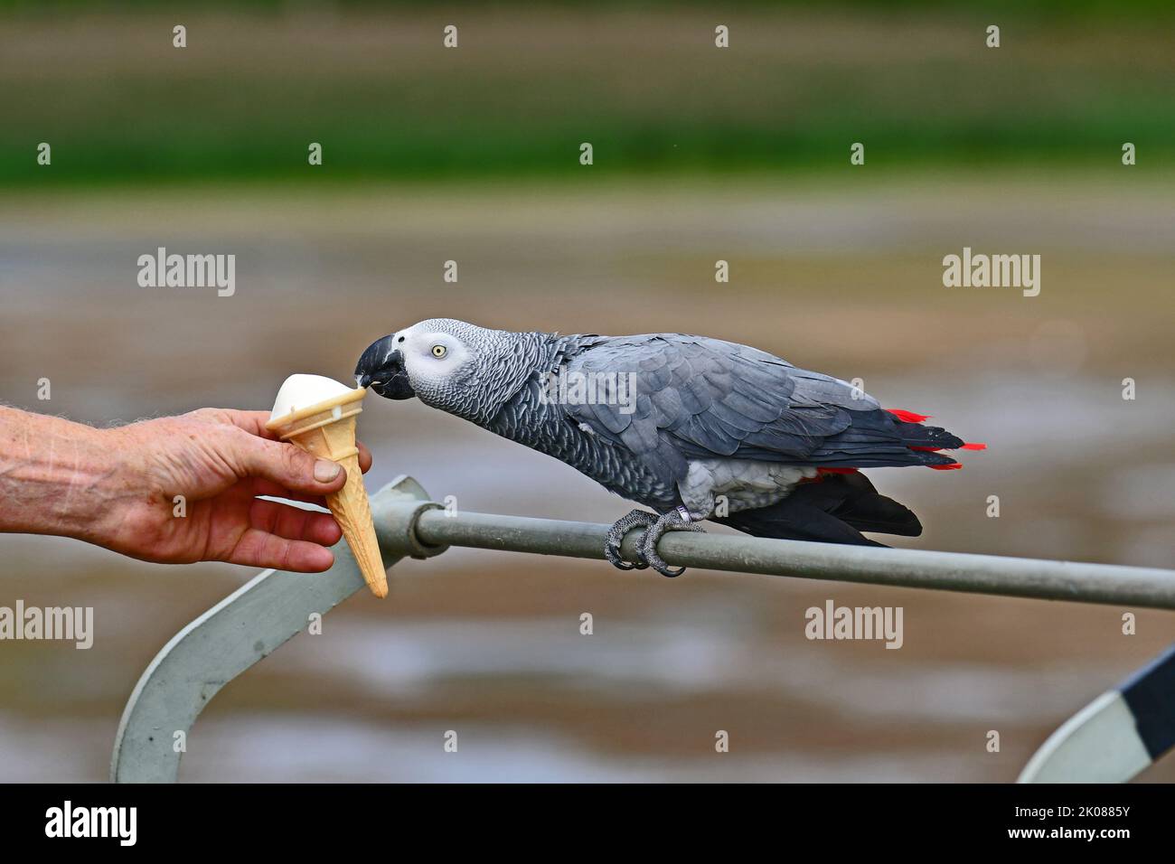 Chew Valley South Somerset, UK. 10th Sep, 2022. On a hot afternoon in Chew Valley Lakes, Zula the South African gray parrot who is 15 is given an Ice Cream by his owner Shaun as a treat.Picture Credit: Robert Timoney/Alamy Live News Stock Photo