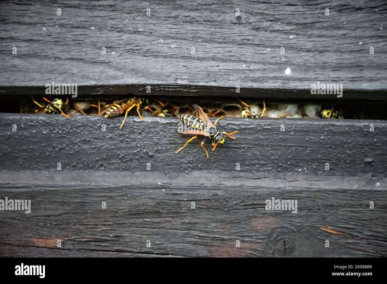 typical small nest of the paper wasp, created in the cavity of a wooden