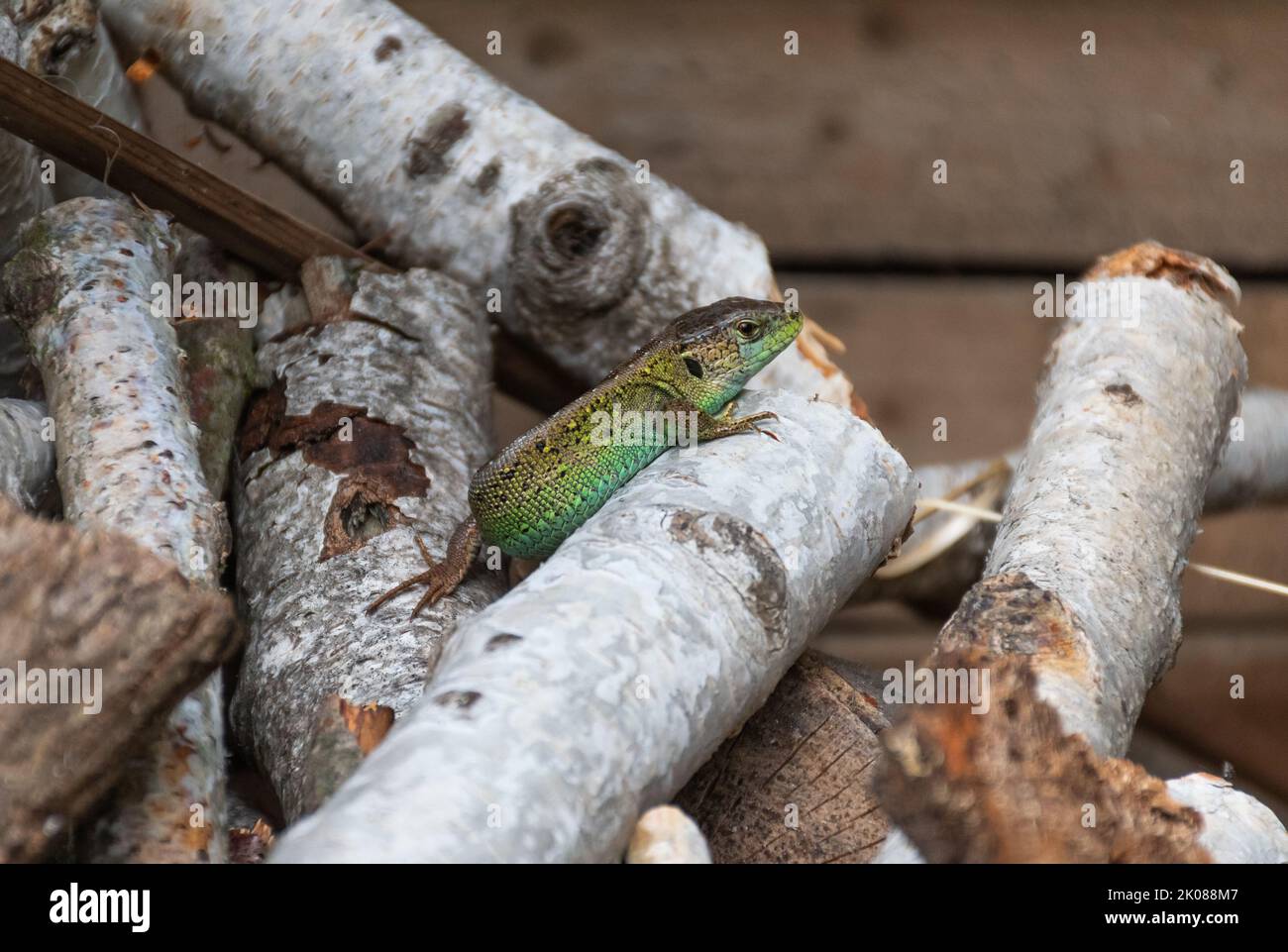 male sand lizard with beautiful green coloring resting in a pile of birch branches Stock Photo