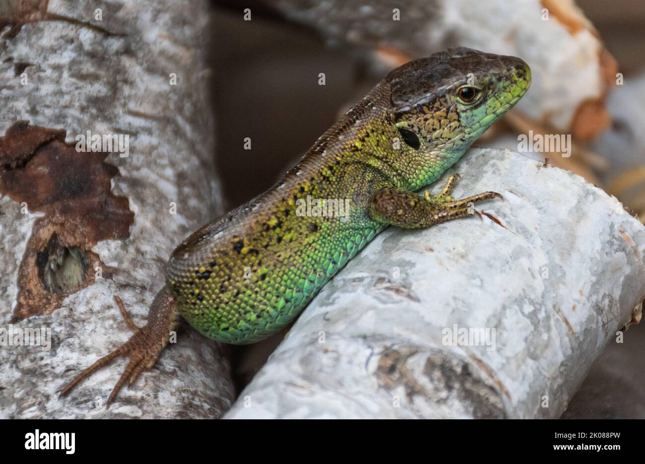 male sand lizard with beautiful green coloring resting in a pile of birch branches Stock Photo