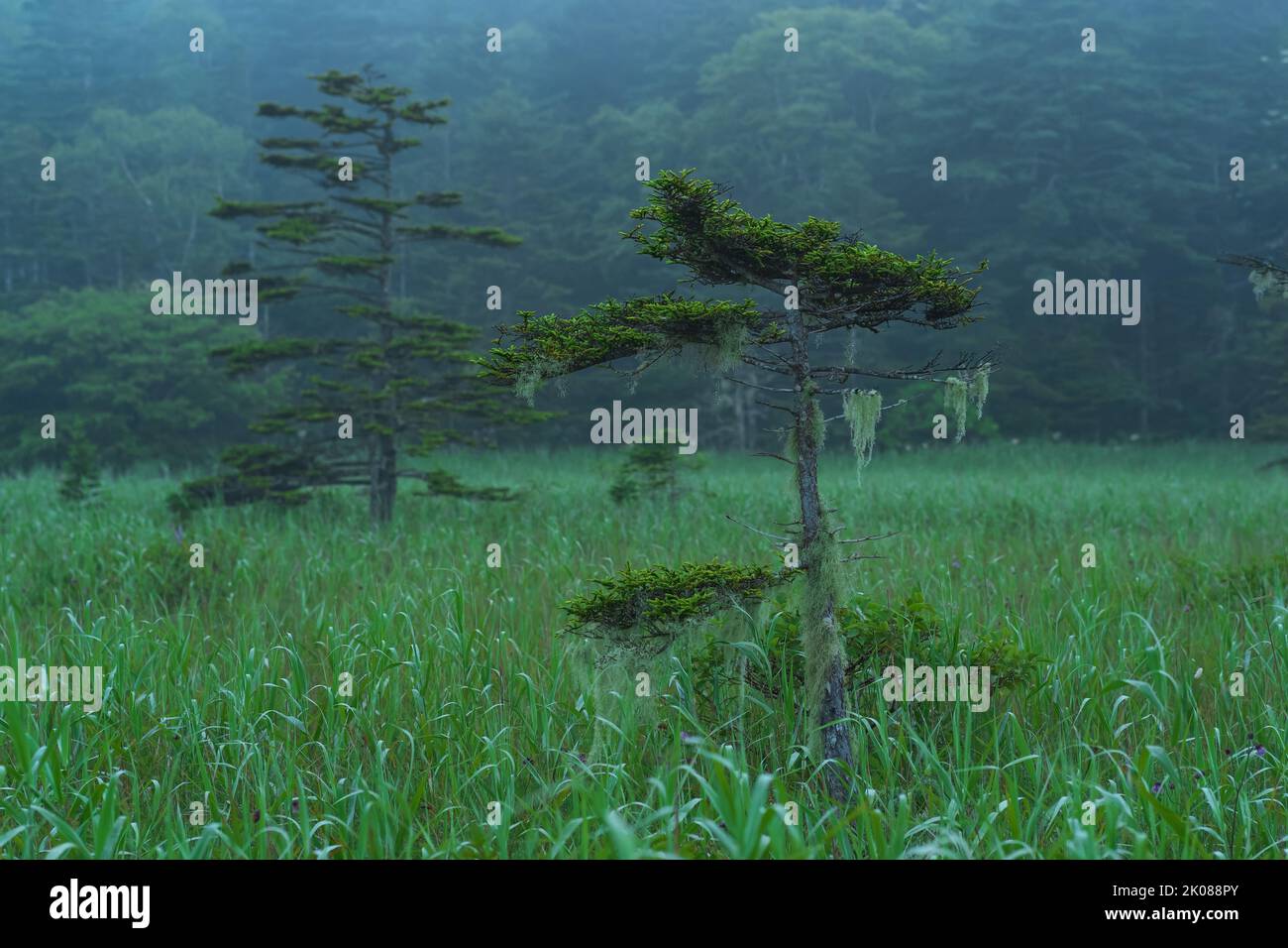 foggy morning landscape with beautifully stunted pines Stock Photo