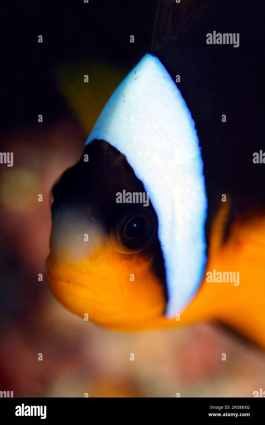 Close-up of an Allard's Clownfish (Amphiprion allardi, aka Allard’s Anemonefish). Mafia Island, Tanzania Stock Photo