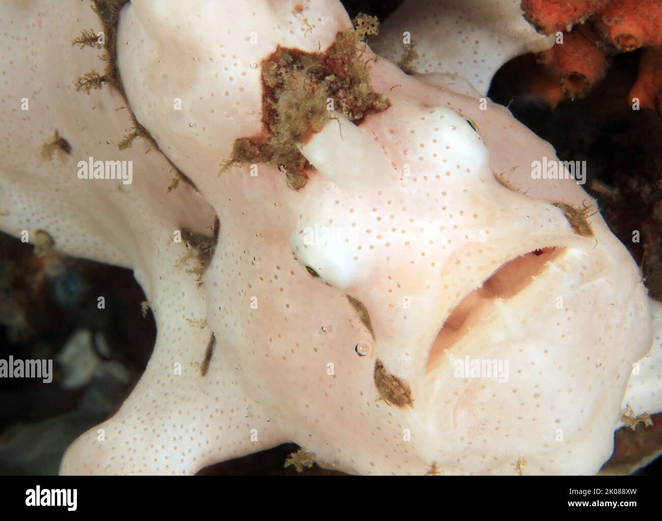 Close-up of a White Clown Frogfish (Antennarius maculatus, aka Warty Frogfish). Anilao, Philippines Stock Photo