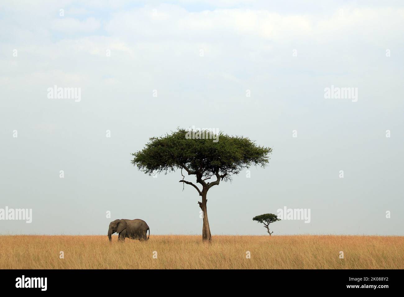 Panorama View of African Elephant and Acacia Trees on the Savannah. Maasai Mara, Kenya Stock Photo