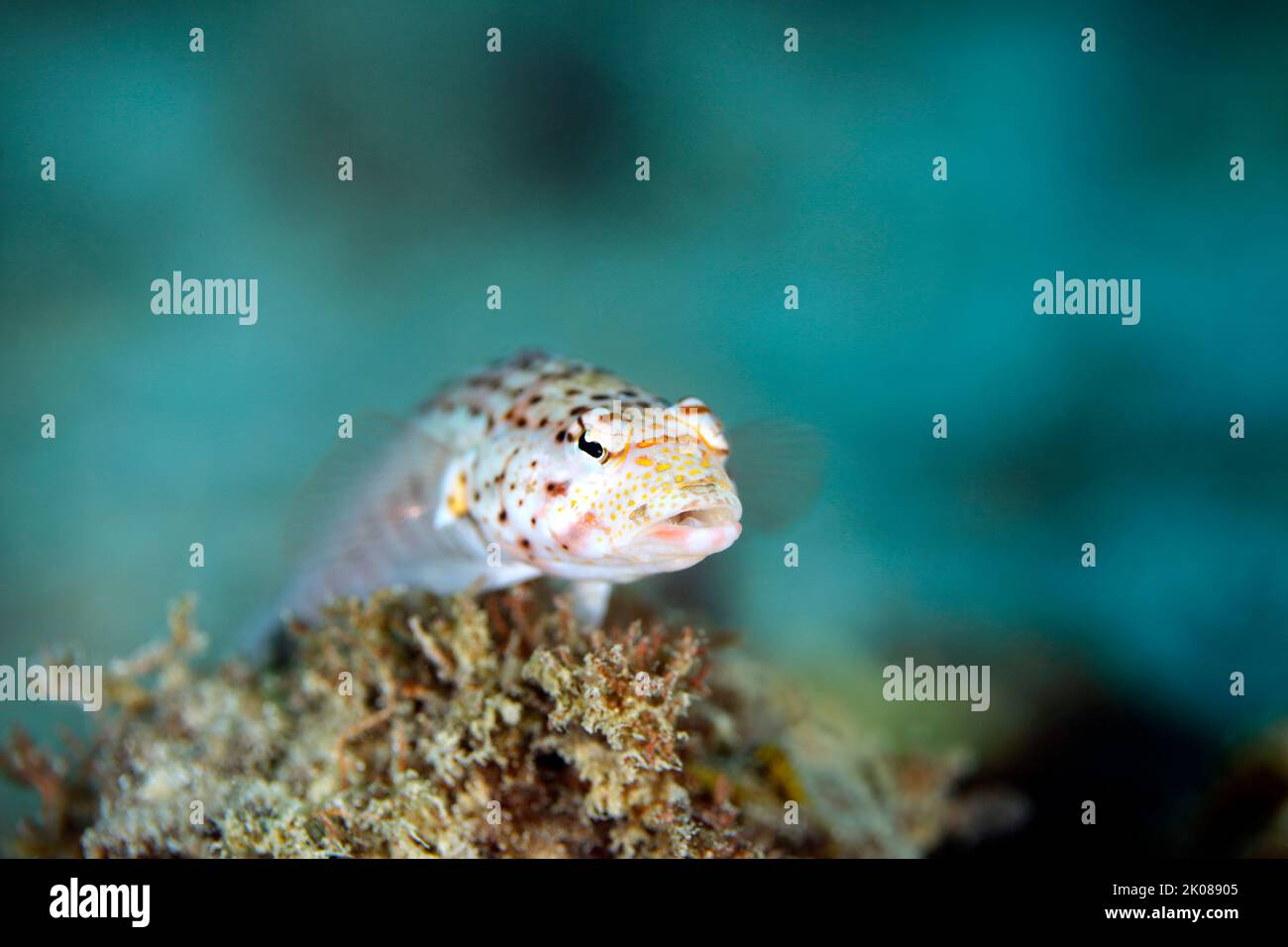 Spotted Sandperch (Parapercis punctulate). Mafia Island, Tanzania Stock Photo