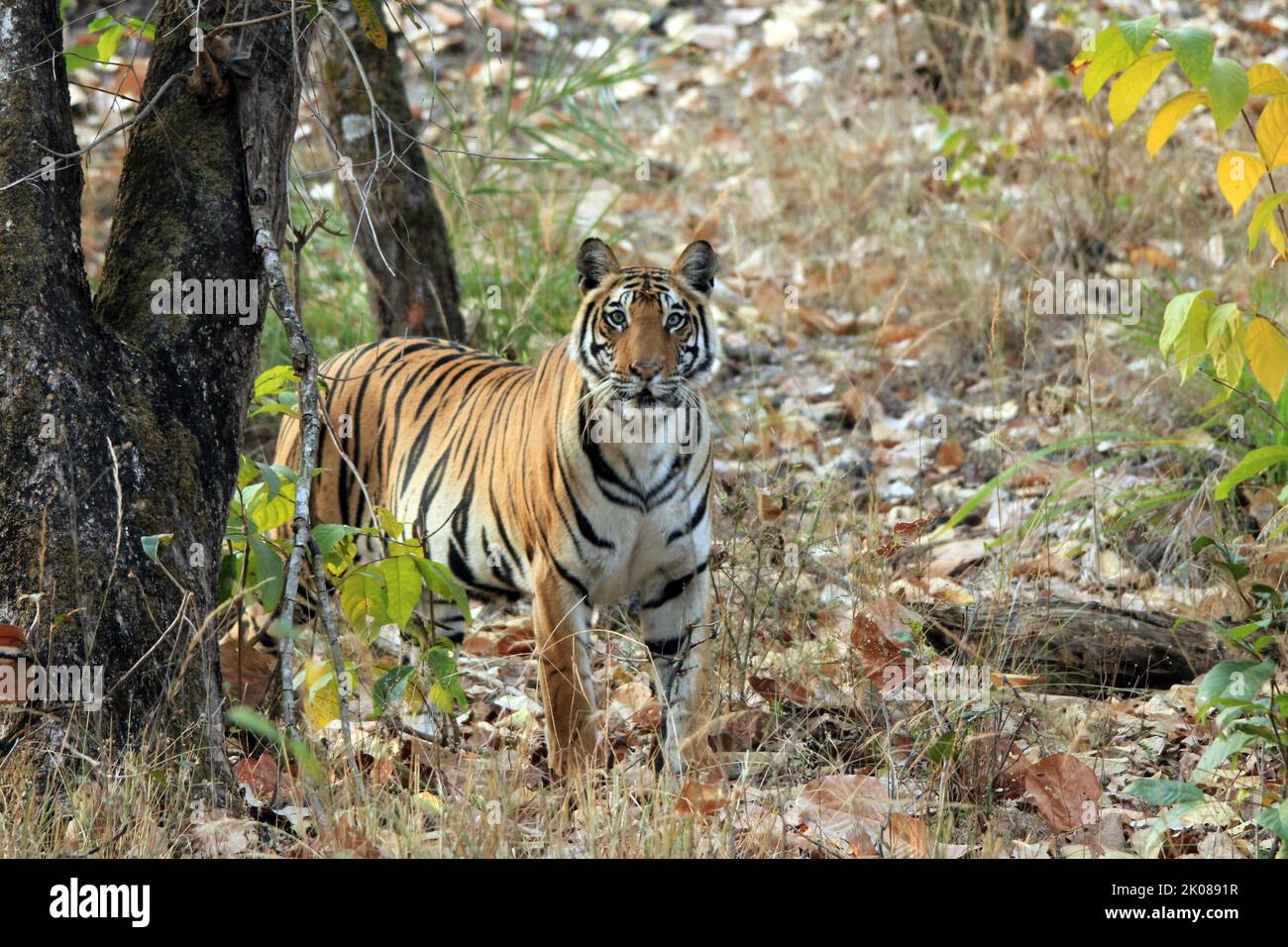 Bengal Tiger (Panthera tigris tigris) in the Wild, Looking into the Camera. Bandhavgarh, India Stock Photo