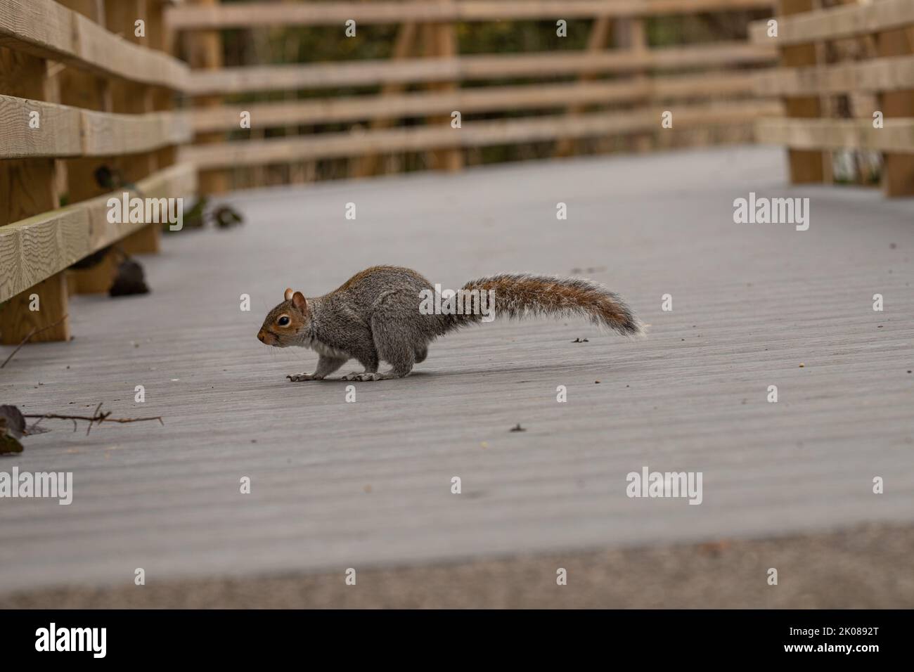 Close ups of a Grey Squirrel foraging on the ground in a park and eating peanuts Stock Photo