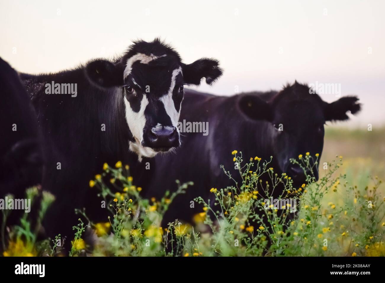 Cows raised with natural pastures, meat production in the Argentine ...