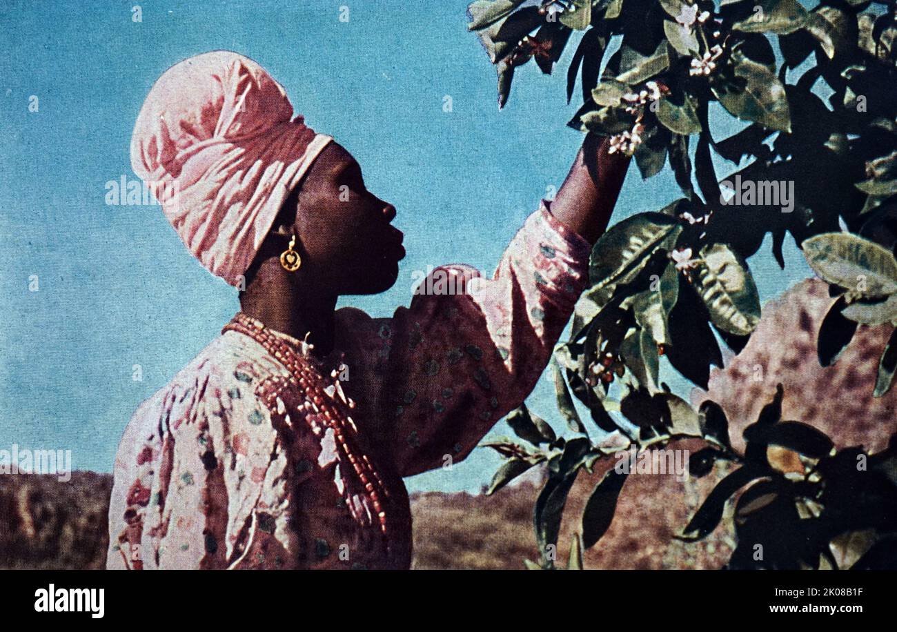 Orange harvest in South Africa Stock Photo