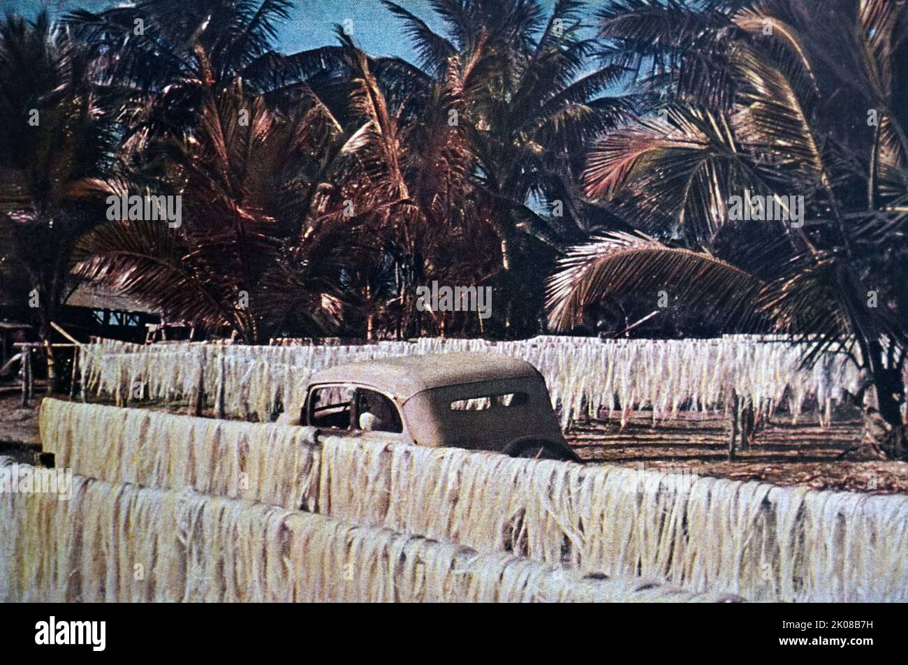 Sisalpflanzung in Deutsch-Ostafrika Stock Photo