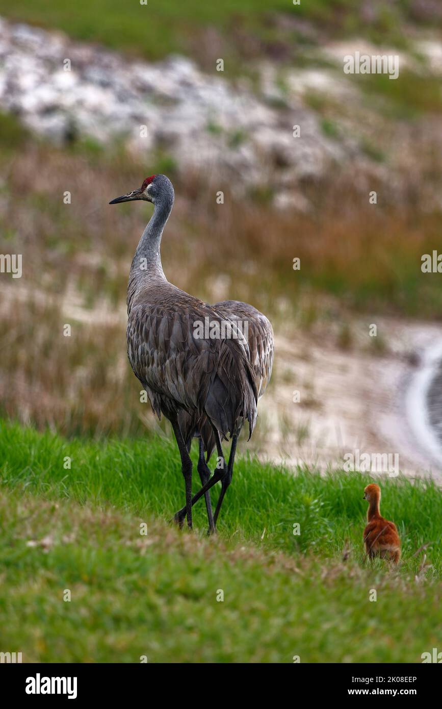2 Sandhill cranes, mother, baby, walking, motion, backyard, large birds, wildlife, animals, nature, green grass, Grus canadensis; Florida, Venice, FL Stock Photo