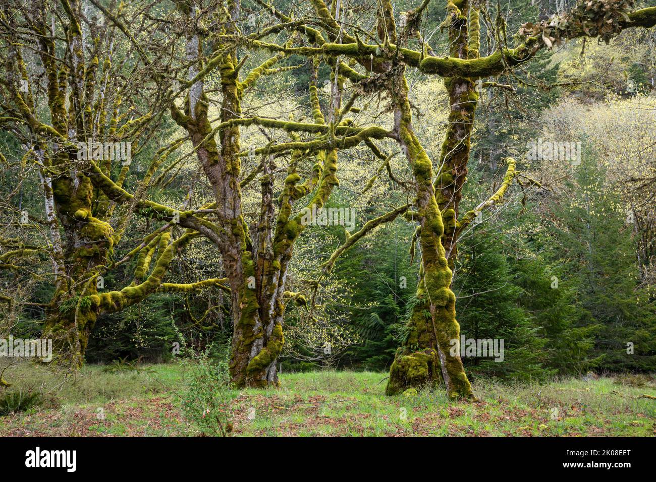 WA21979-00...WASHINGTON - Moss covered Big Leaf maple trees in the Elwha River Valley of Olympic National Park. Stock Photo