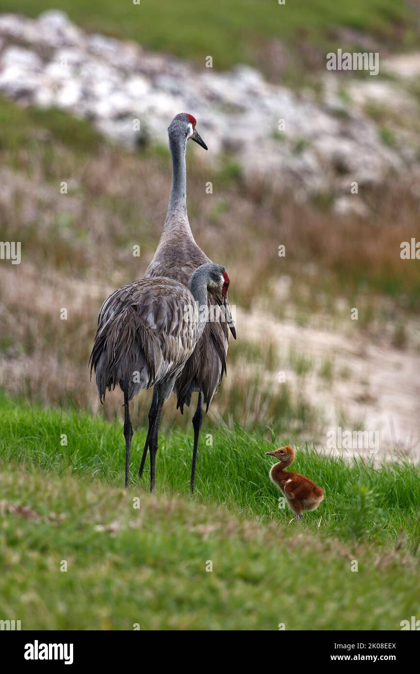 3 Sandhill cranes, adults, baby, walking, motion, backyard, large birds, wildlife, animals, nature, green grass, Grus canadensis; Florida, Venice, FL Stock Photo