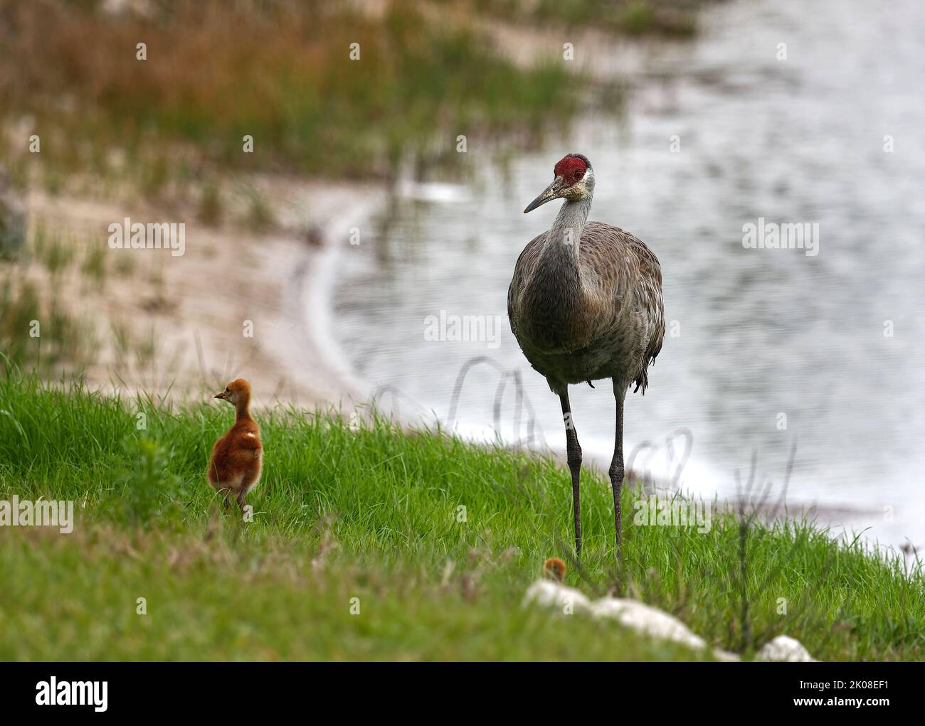 2 Sandhill cranes, mother, baby, walking, motion, pond, large birds, wildlife, animals, nature, green grass, Grus canadensis; Florida, Venice, FL Stock Photo