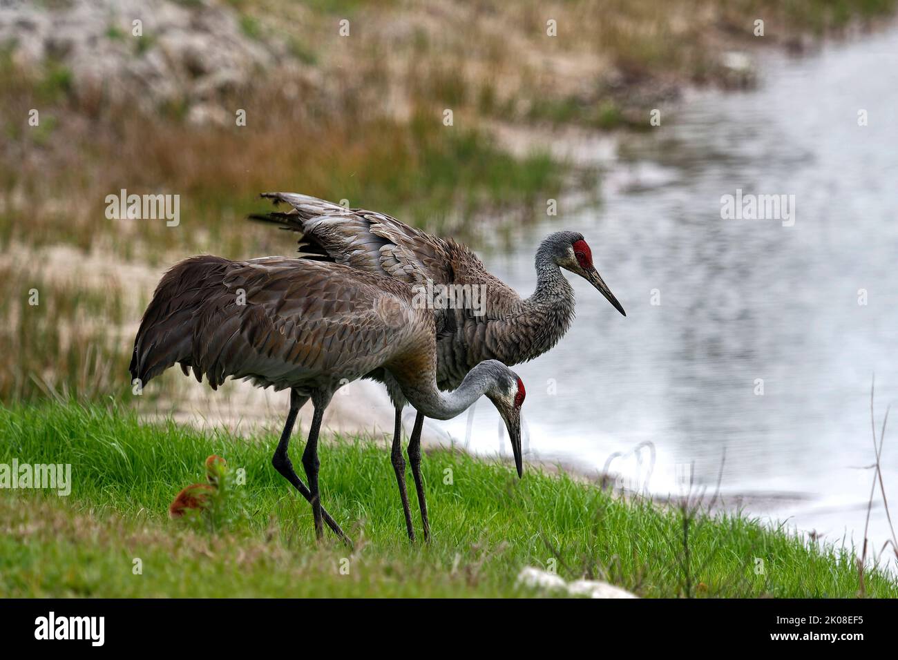 Sandhill crane pair, Grus canadensis, elegant birds, pond, wildlife, animal, nature, Florida; Venice, FL Stock Photo