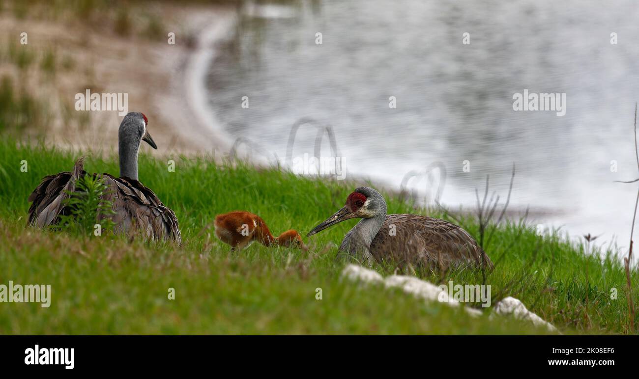 3 Sandhill cranes, adults, baby, sitting, family, large birds, wildlife, animals, nature, green grass, pond, Grus canadensis; Florida, Venice, FL Stock Photo