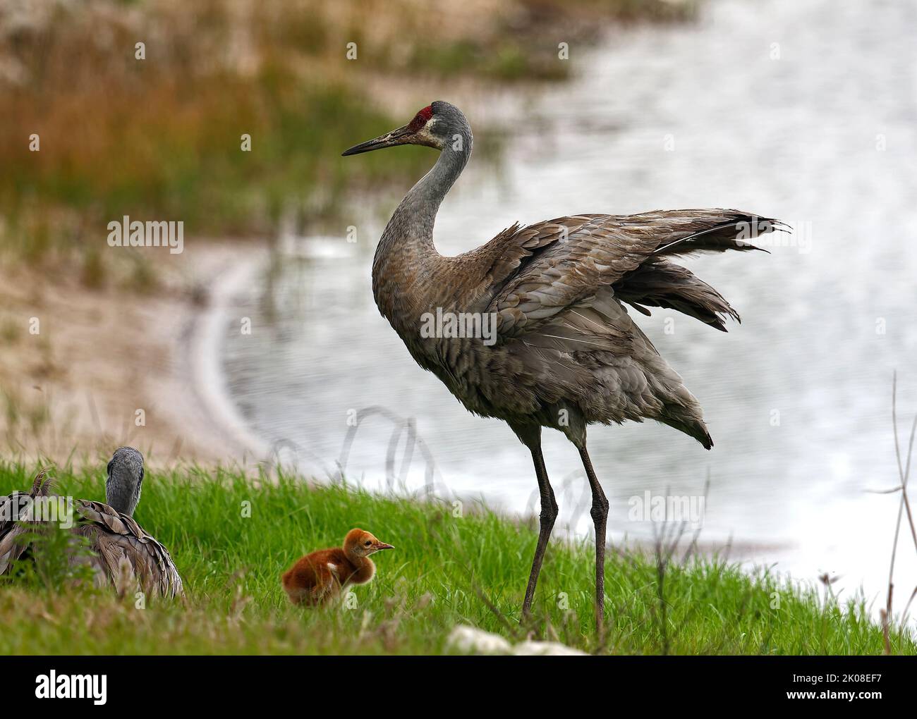 3 Sandhill cranes, adults, baby, standing, sitting, family, large birds, wildlife, animals, nature, green grass, pond, Grus canadensis; Florida, Venic Stock Photo