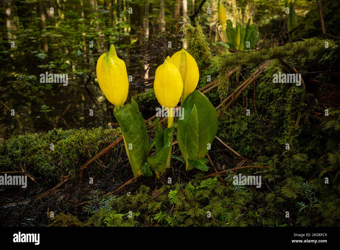 WA21996-00...WASHINGTON - Skunk cabbage blooming in a shallow pond along the Ancient Groves Trail in the Sol Duc Rain Forest area of Olympic National Stock Photo
