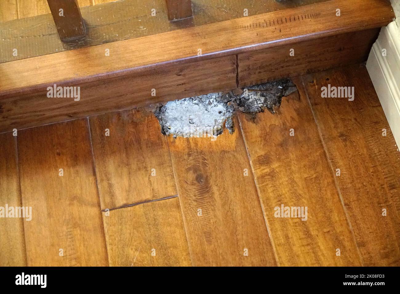 Termite Damage Stock Photo