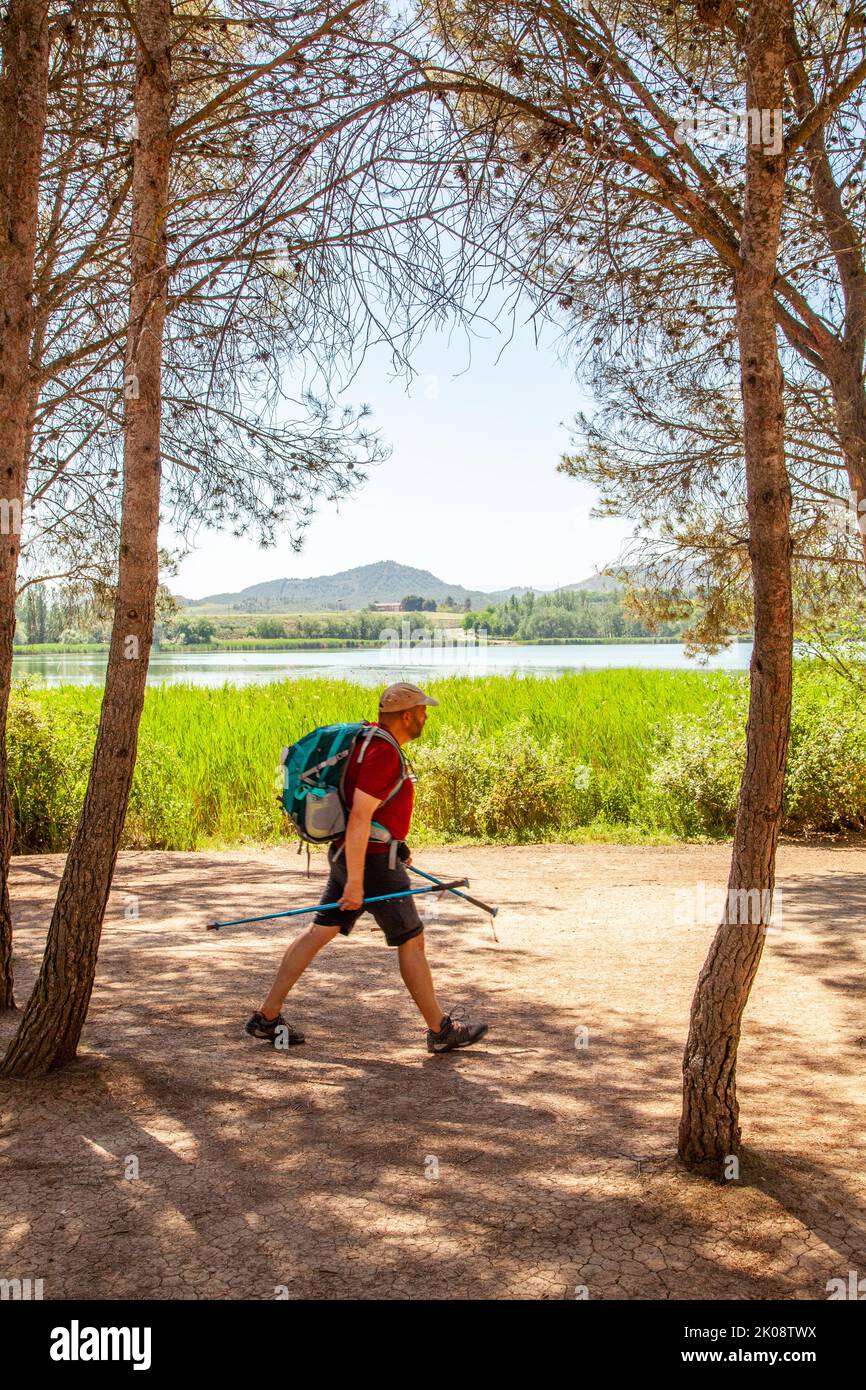 Pilgrim hiking through the parque de la Grajera while walking the Camino de Santiago  the way of St James between Logrono and Navarrete Rioja Spain Stock Photo