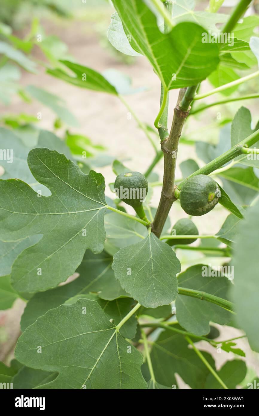 Ripe fig fruits in the canopy of the tree Stock Photo