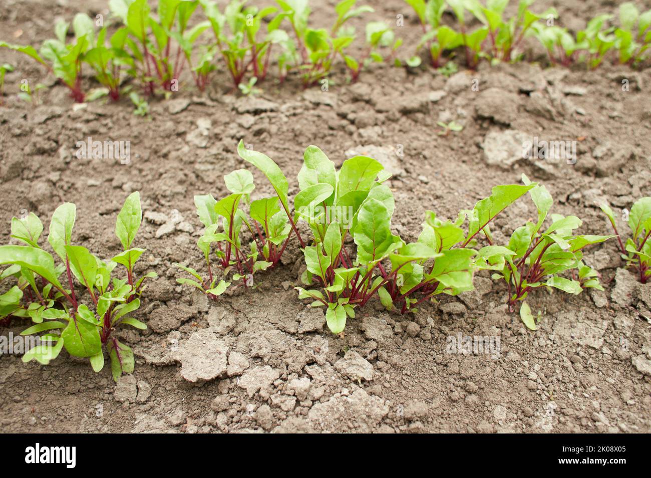 Leaf of beet root. Fresh green leaves of beetroot or beet root seedling