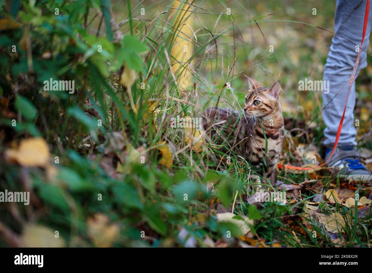 Outdoor Excursion with Bengal Cat in October Autum Stock Photo