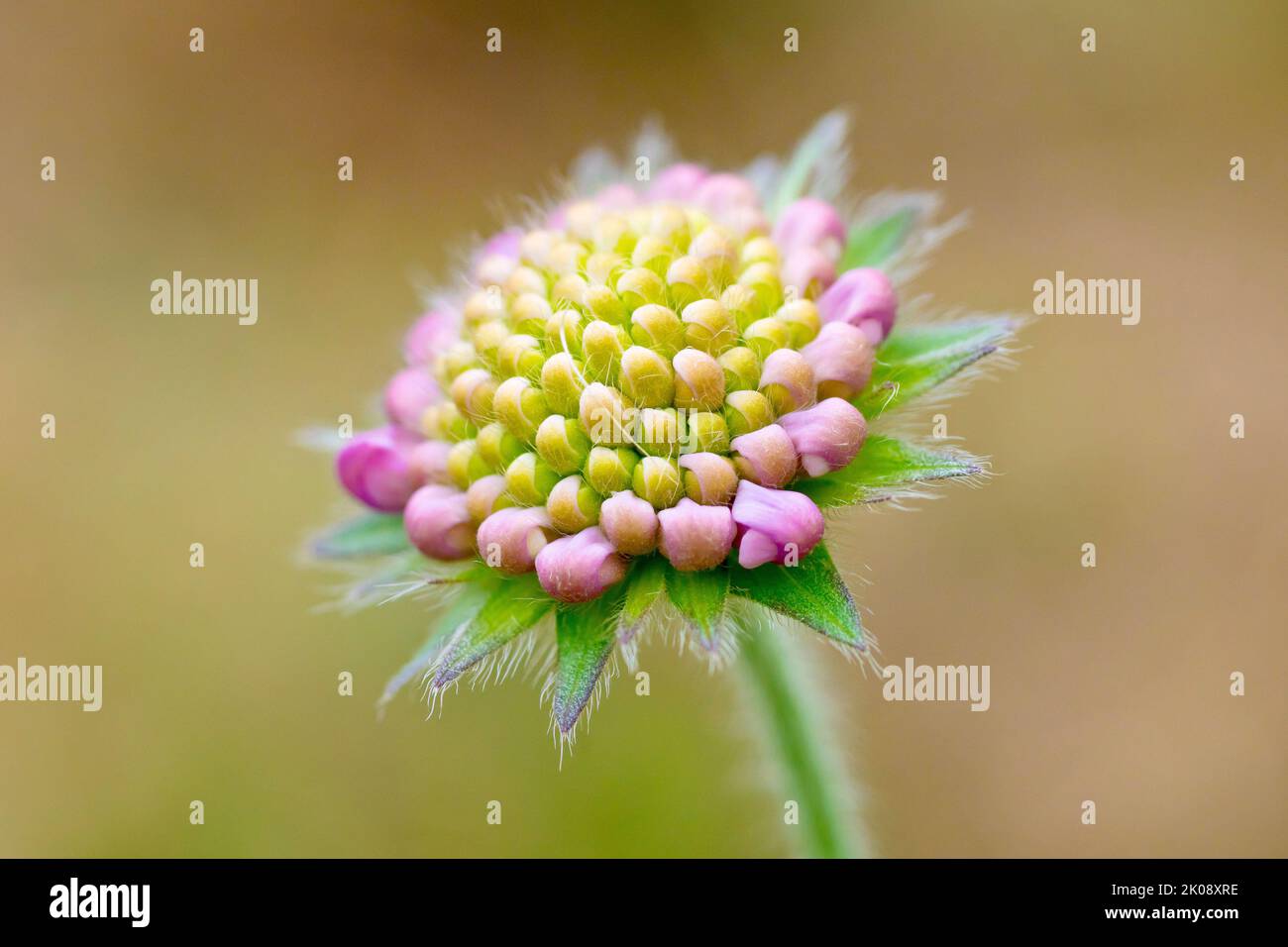 Field Scabious (knautia arvensis), also known as Gypsy Rose, close up of a solitary isolated flowerhead of individual buds on the verge of opening. Stock Photo